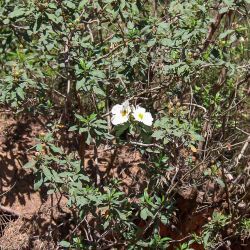Cistus ladanifer subsp. mauritianus