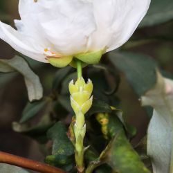 Cistus ladanifer subsp. mauritianus