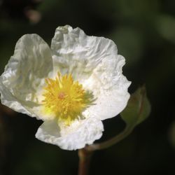 Cistus laurifolius subsp. atlanticus