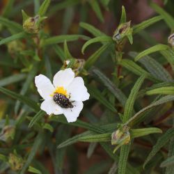 Cistus monspeliensis