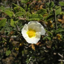 Cistus salviifolius
