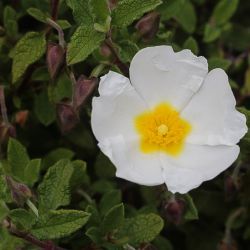 Cistus salviifolius