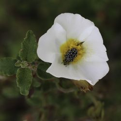 Cistus salviifolius