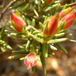 Cistus umbellatus subsp. viscosus