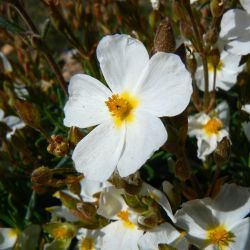 Cistus umbellatus subsp. viscosus