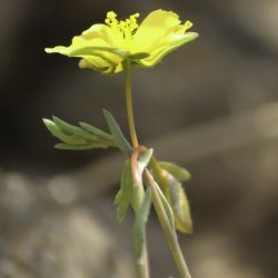 Fumana ericoides subsp. montana