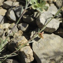 Fumana ericoides subsp. montana