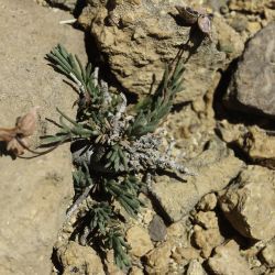 Fumana ericoides subsp. montana