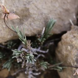Fumana ericoides subsp. montana