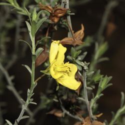 Fumana fontanesii