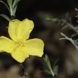 Fumana fontanesii