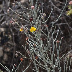 Fumana fontanesii