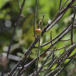 Fumana fontanesii