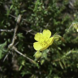 Fumana thymifolia