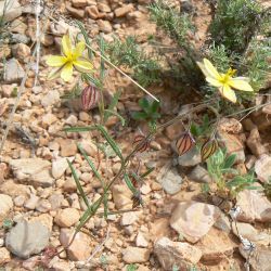 Helianthemum aegyptiacum