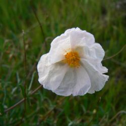 Helianthemum apenninum