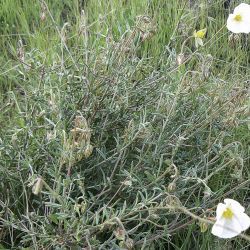 Helianthemum apenninum