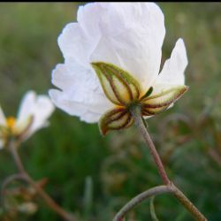 Helianthemum apenninum