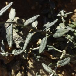 Helianthemum apenninum