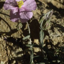 Helianthemum apenninum