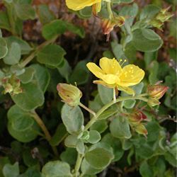 Helianthemum canariense