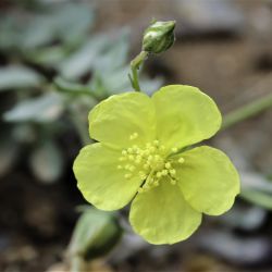 Helianthemum canariense