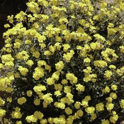 Helianthemum cinereum