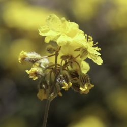 Helianthemum cinereum