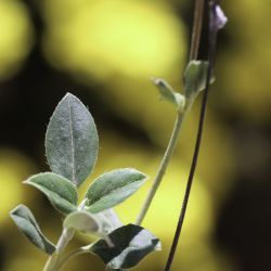 Helianthemum cinereum