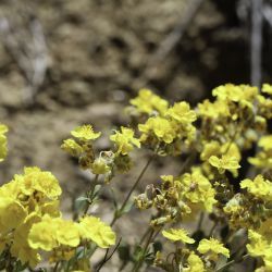 Helianthemum cinereum