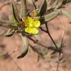 Helianthemum confertum var. australe