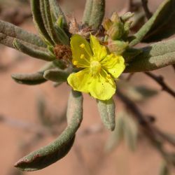 Helianthemum confertum var. australe