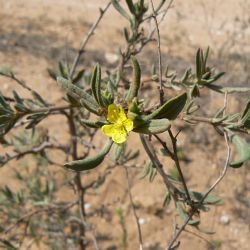 Helianthemum confertum var. australe