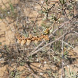 Helianthemum confertum var. australe