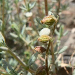 Helianthemum confertum var. australe
