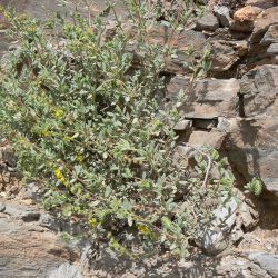 Helianthemum confertum var. australe