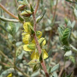 Helianthemum confertum var. australe