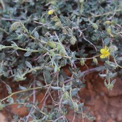 Helianthemum confertum var. confertum