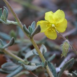 Helianthemum confertum var. confertum