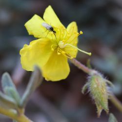 Helianthemum confertum var. confertum