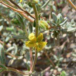 Helianthemum confertum