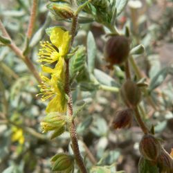 Helianthemum confertum