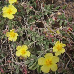 Helianthemum croceum subsp. croceum