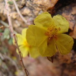 Helianthemum croceum subsp. croceum