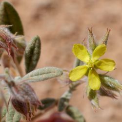 Helianthemum getulum