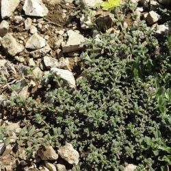 Helianthemum helianthemoides