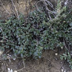 Helianthemum helianthemoides