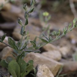 Helianthemum ledifolium subsp. ledifolium