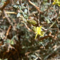 Helianthemum lippii