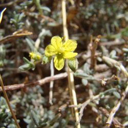 Helianthemum lippii